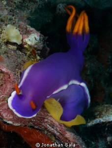 Hypselodoris bullockii 
with.... eggs... by Jonathan Sala 
